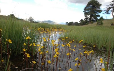 ¡Descubre las plantas carnívoras de las lagunas de Ruidera!