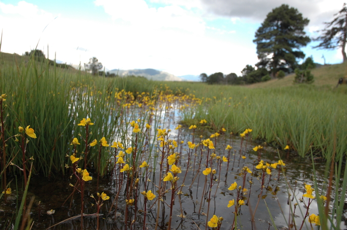 ¡Descubre las plantas carnívoras de las lagunas de Ruidera!