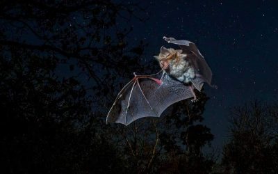 Murciélago: el gran depredador de las Lagunas de Ruidera
