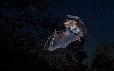 Murciélago: el gran depredador de las Lagunas de Ruidera
