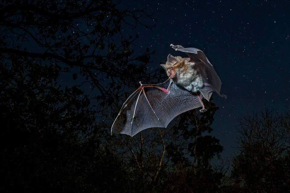 Murciélago: el gran depredador de las Lagunas de Ruidera