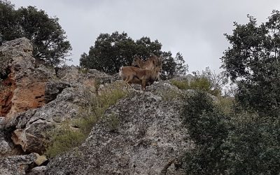 Día Mundial de la Vida Silvestre 2020