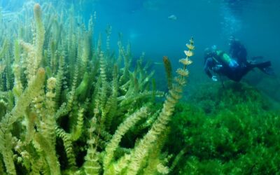 Buceo en Ruidera: el secreto mejor guardado bajo el agua