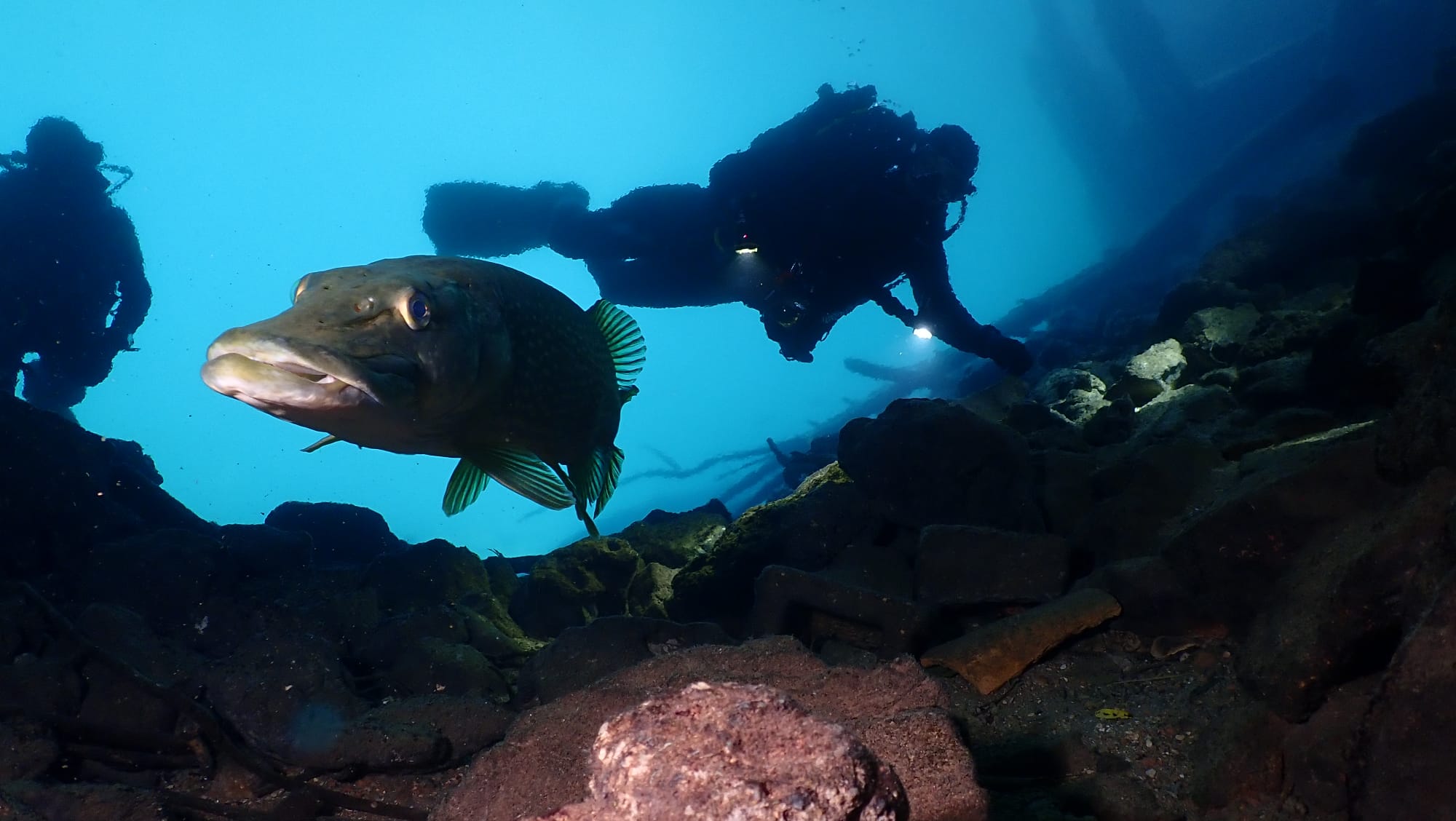La fauna acuática de las Lagunas de Ruidera